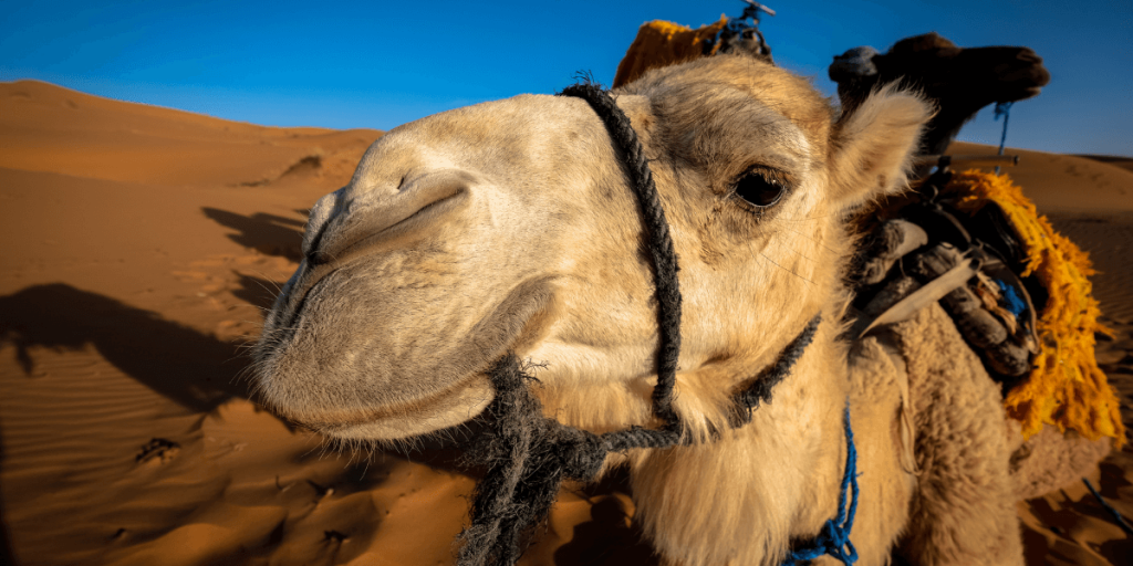 Negociação_Os 35 Camelos